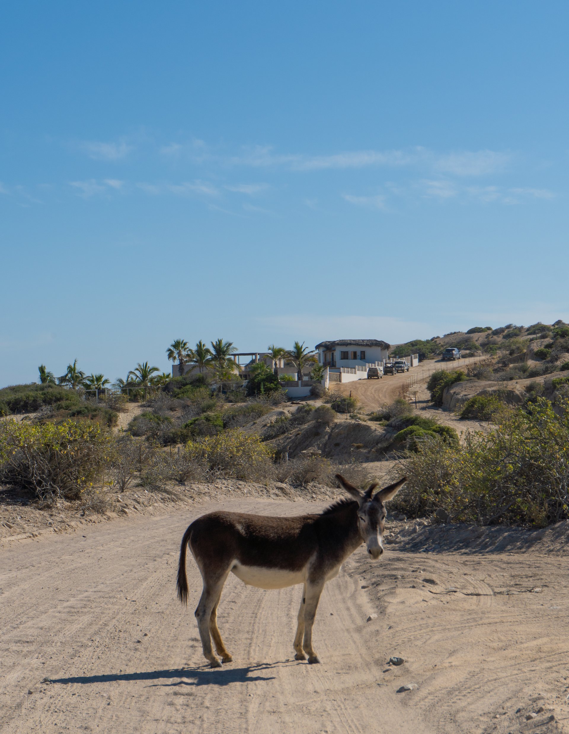 Los Cabos