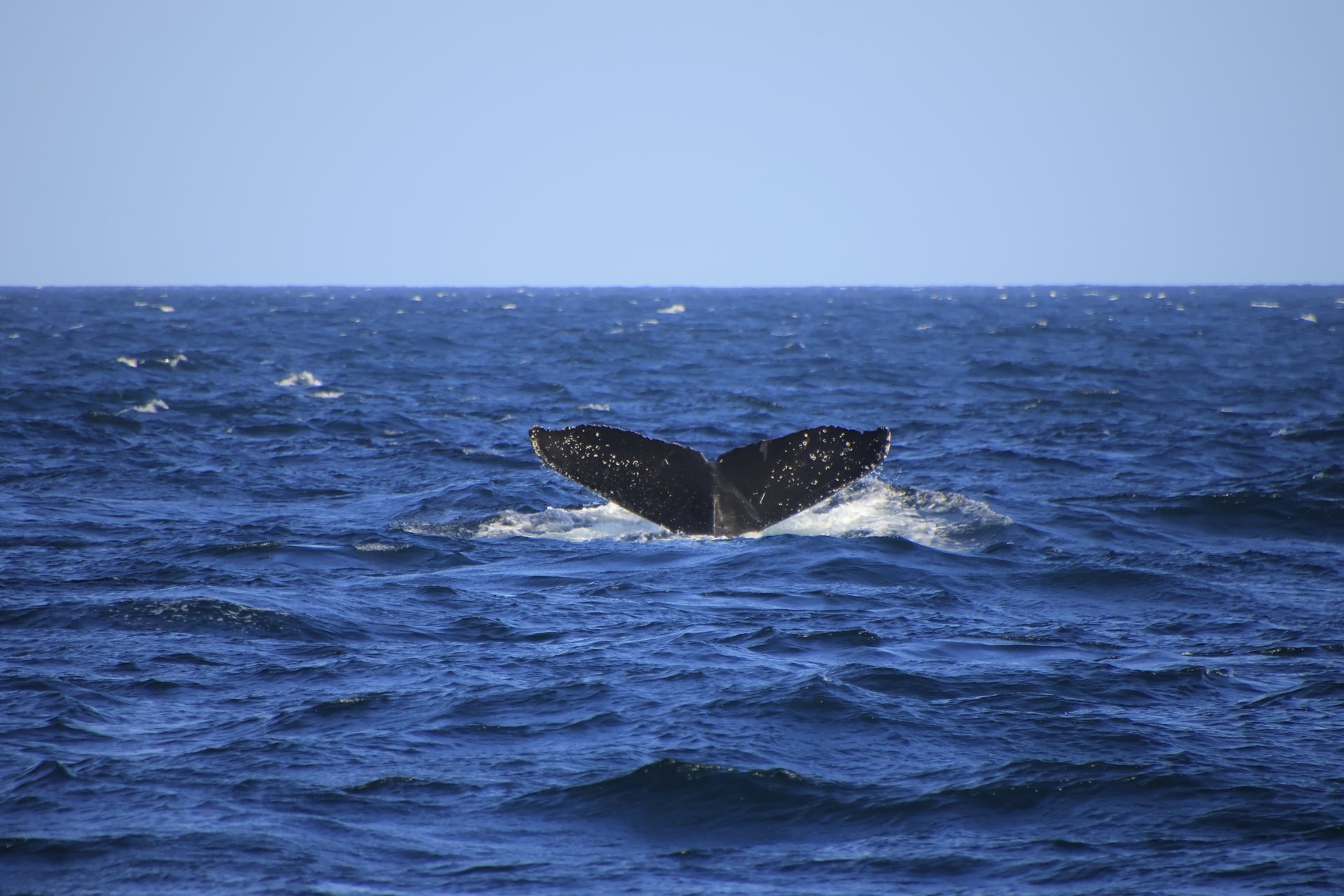 Los Cabos