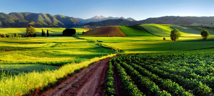 Weinberge in der Region La Rioja.