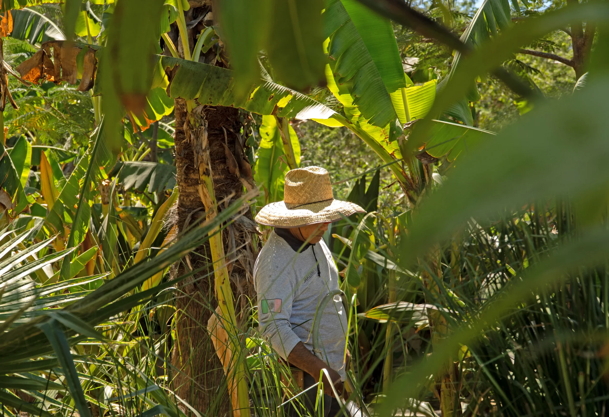 Un homme avec un chapeau de paille se tient au milieu de bananiers et de palmiers.