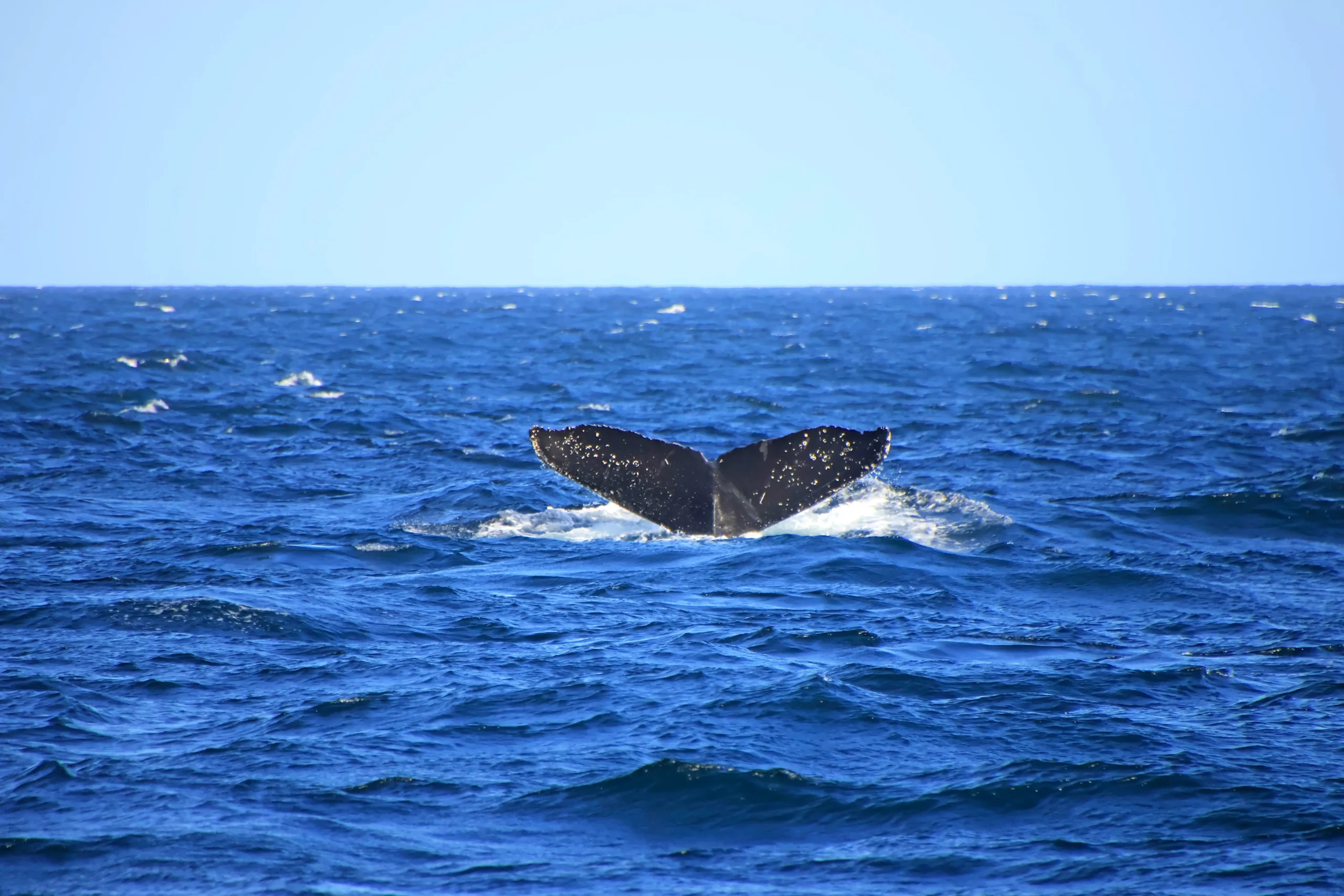 La nageoire caudale de la baleine en pleine mer.