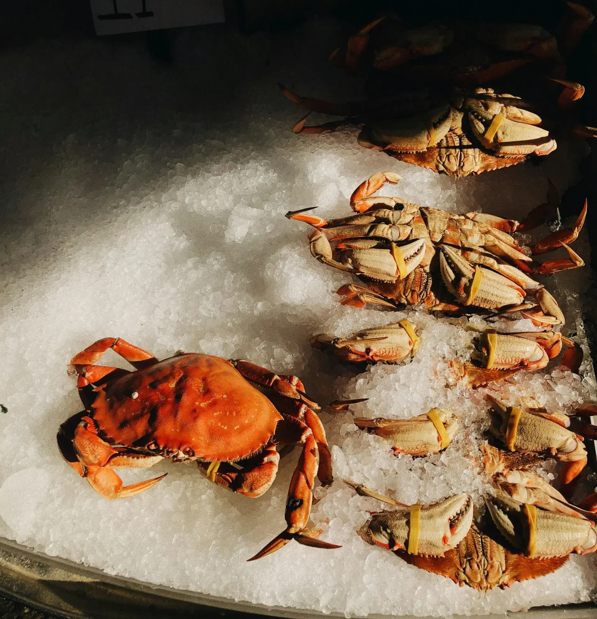 Crabes sur glace